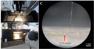 Elevated CO2 Leads to Enhanced Photosynthesis but Decreased Growth in Early Life Stages of Reef Building Coralline Algae